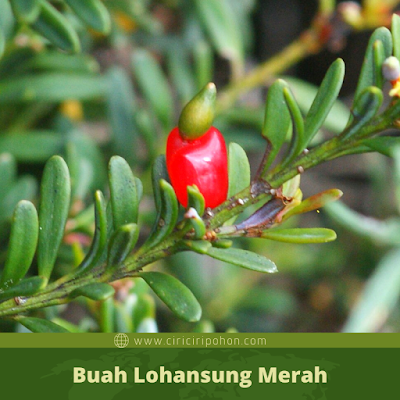 Ciri Ciri Buah Lohansung Merah