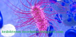 e-coli-penyebab-infeksi-saluran-kemih