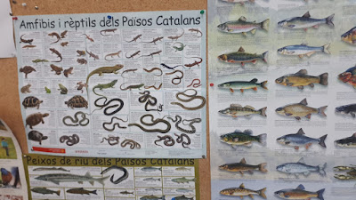 Amfibis i reptils dels paisos catalans
