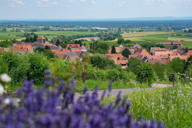 Grenzlandtour Schweigen-Rechtenbach | Bad Bergzaberner Land | Wandern Südliche Weinstraße 22