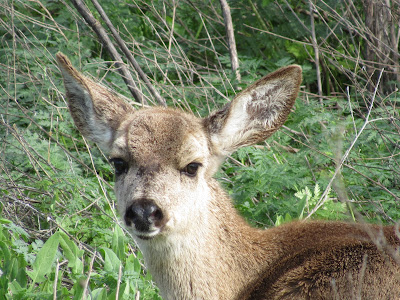 Sacramento National Wildlife Refuge