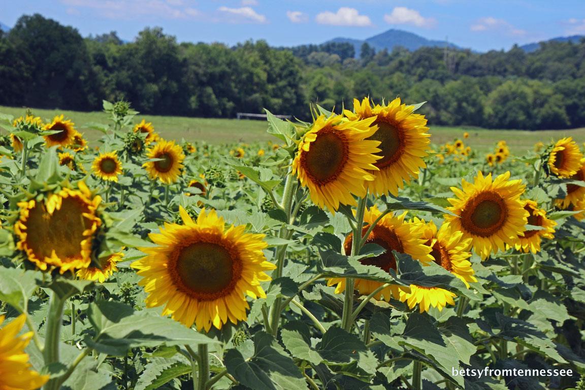 JOYFUL REFLECTIONS Sunflowers and Water Lilies