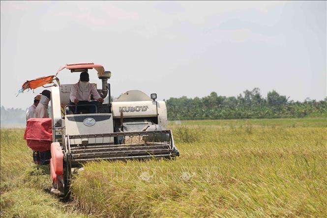 lúa nông dược việt nam