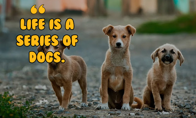 Inspirational Pet quotes and sayings