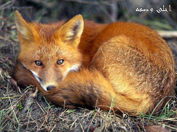 تفسير رؤية الثعلب في المنام للعصيمي 2020