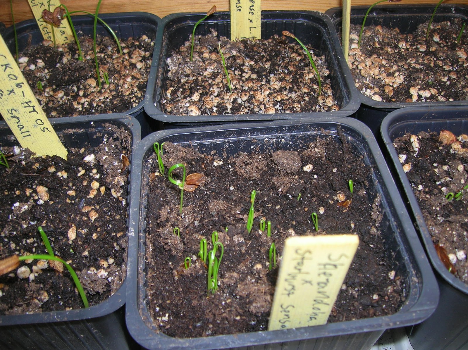 Hermansens lily growing How I grow lilies from seeds