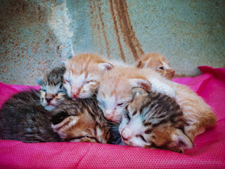 Newborn Kittens Open Sleepy Eyes Sleep Huddling Together On Cloth In The House North Bali Indonesia