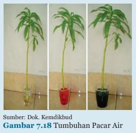 Ipa Kelas 8 Bab 7 Aktivitas Menyelidiki Transportasi Pada Tumbuhan Nurainins Blog