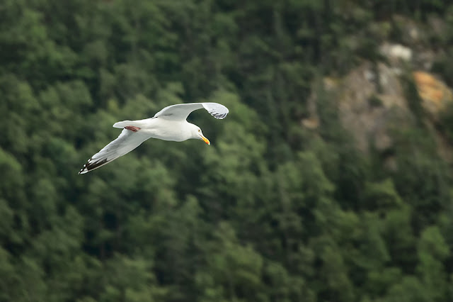 Seagull in Skagway, Alaska
