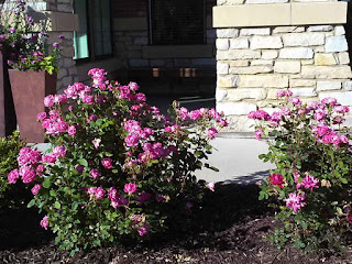 Pink Roses at Living Well