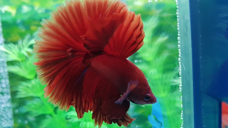 Beautiful Betta Fish Red Image Beautiful Betta Fish Red