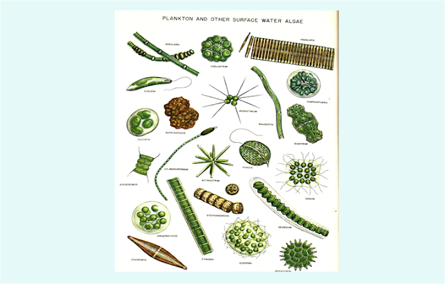 Protista Mirip Tumbuhan (Alga / Ganggang) - Asep Respati