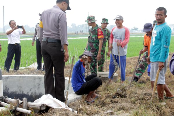 Tikus Serang 387 Hektare Sawah Di Sambungmacan Sragen
