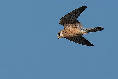 Hembra de cernícalo patirrojo en vuelo