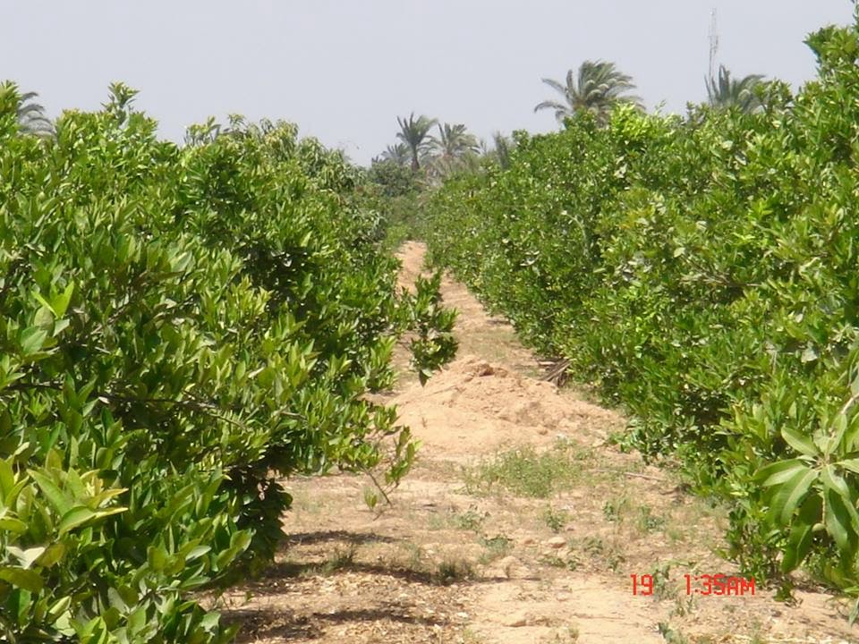 مزرعة للبيع بالاسكندرية Farm for sale in Egypt in Alexandria مزارع