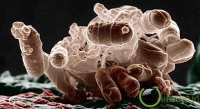 Makalah Bakteri Lengkap Dengan Gambarnya Makalah Bakteri Lengkap Dengan Gambarnya