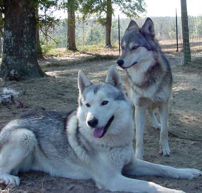 hybrid animal - wolfdog