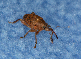 Weevil, Curculio species.  In a meadow near Leigh on 19 May 2012.