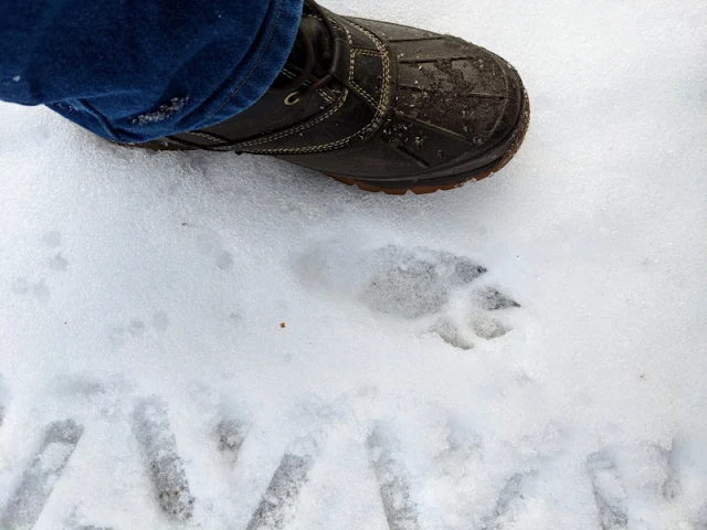 pawprint and boot in the snow