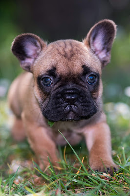 Chiot bouledogue francais 95