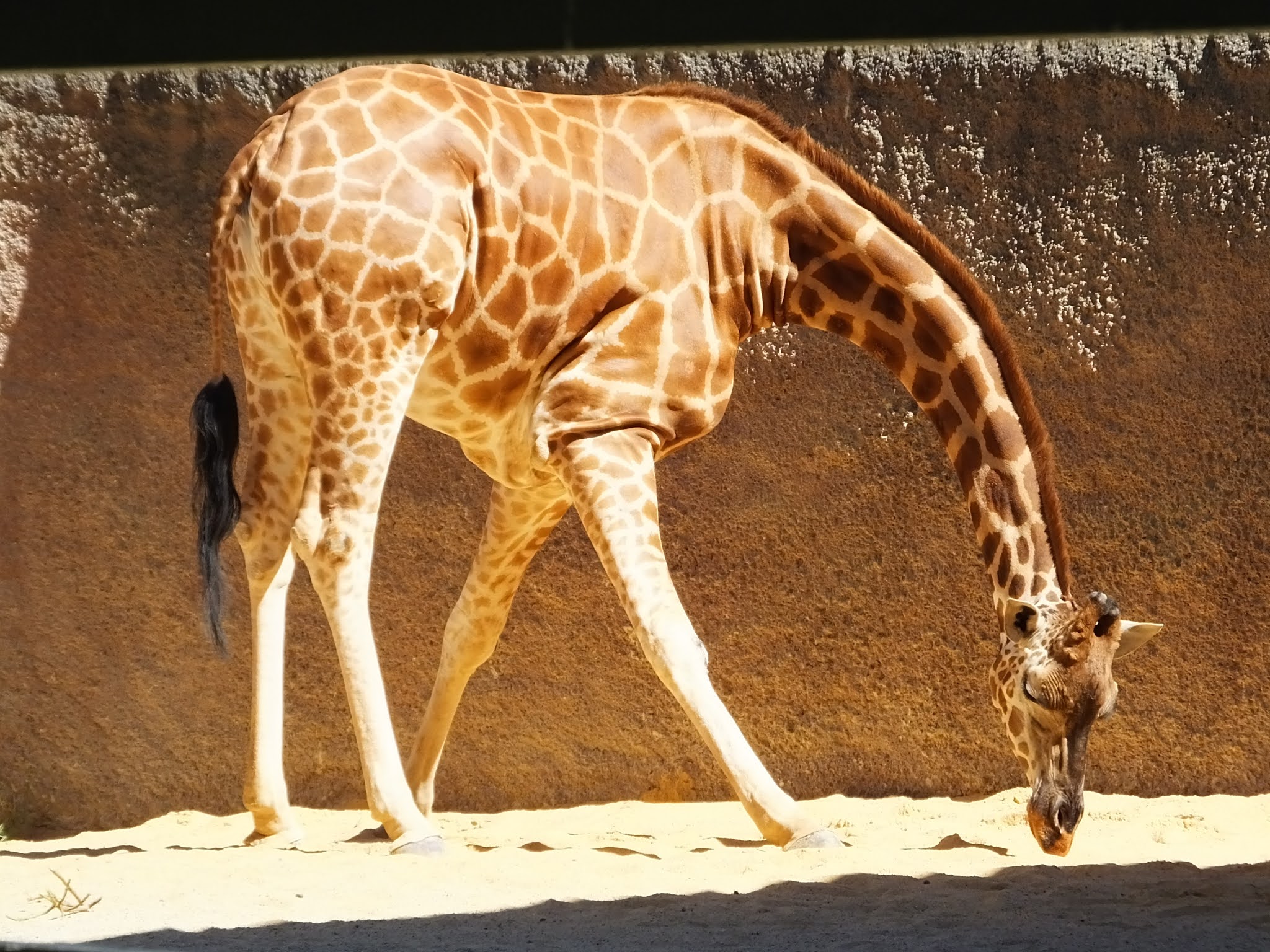 West with Giraffes by Lynda Rutledge book review