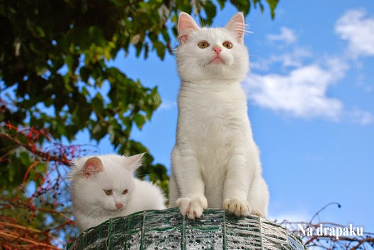Skąd się biorą białe koty?