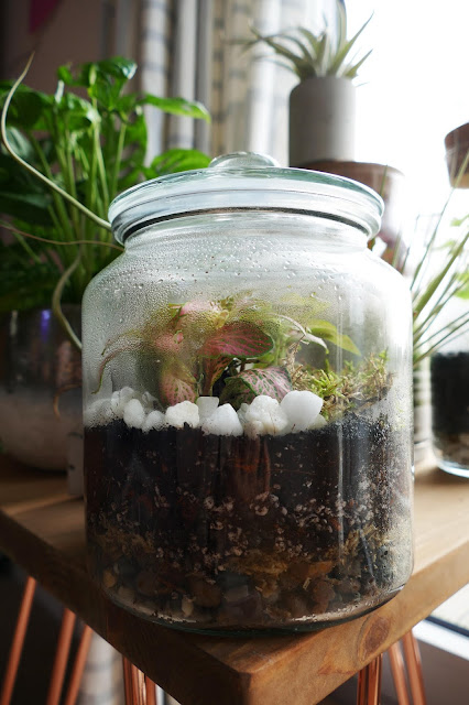 How To Build Your Own Terrarium At Home, DIY Terrariums Shop Review, DIY Terrariums Shop etsy, terrarium kits cheap uk, terrarium kit uk, closed terrarium kit, etsy terrarium kit How To Build Your Own Terrarium At Home, DIY Terrariums Shop Review, DIY Terrariums Shop etsy, terrarium kits cheap uk, terrarium kit uk, closed terrarium kit, etsy terrarium kit
