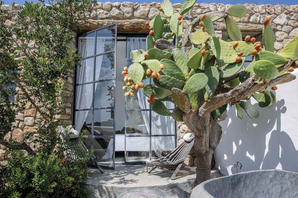 ����� ���� ����� exterior-chumbera-ca