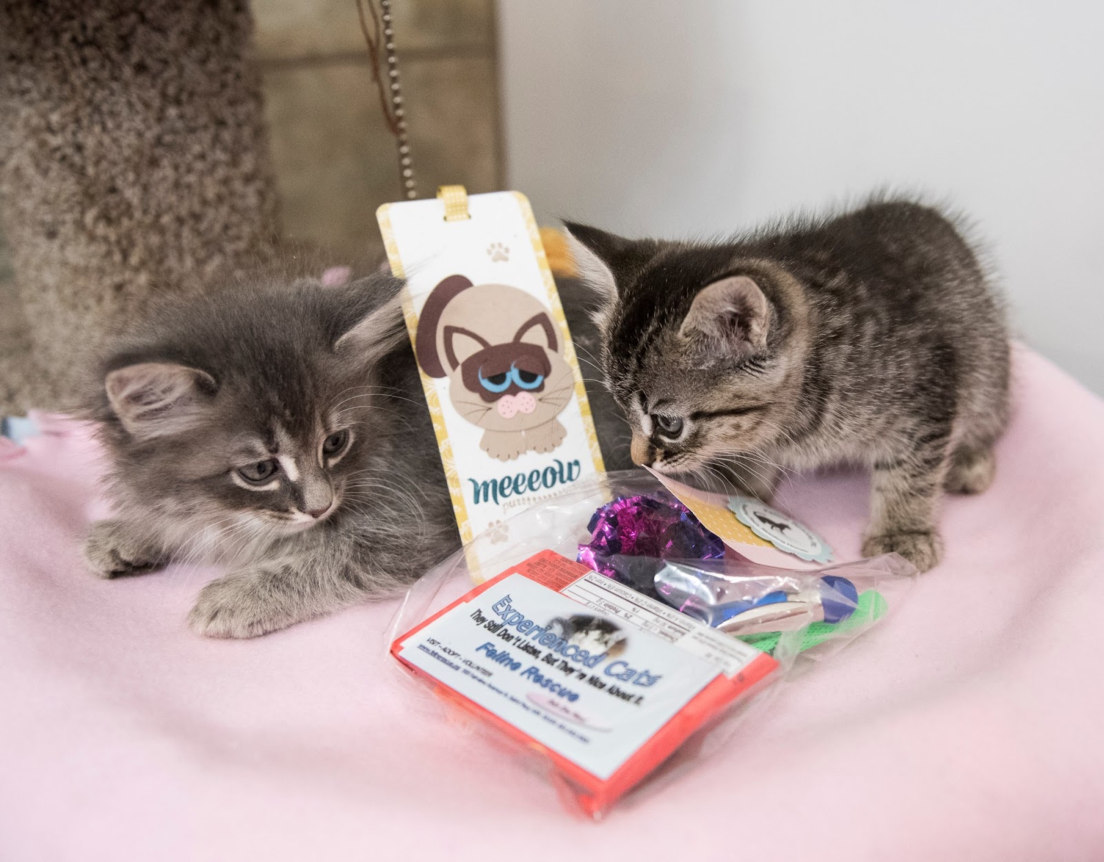 BEST FIND A PET TO ADOPT Kitten Shower Today!