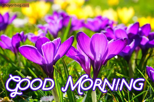 Good Morning Flowers Good Morning Flowers