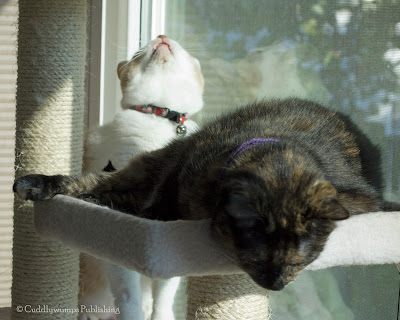The Reat Cats on cat tree_1