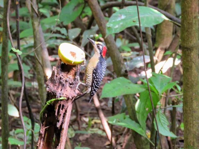 Costa Rica Birds: Black-cheeked woodpecker