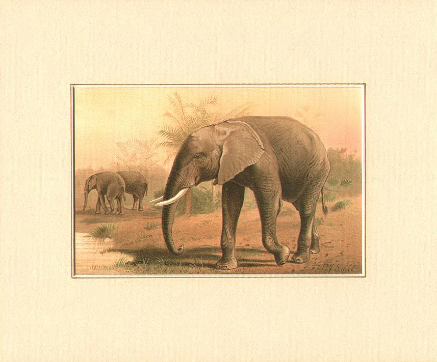 e is for elephants Elephants In Art!