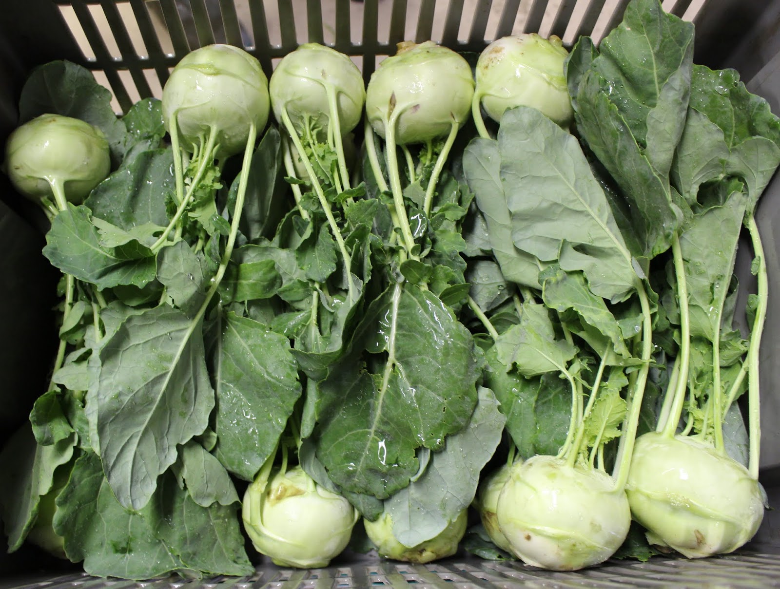 Harmony Valley Farm Kohlrabi & Celtuce They’re unique, but don’t let