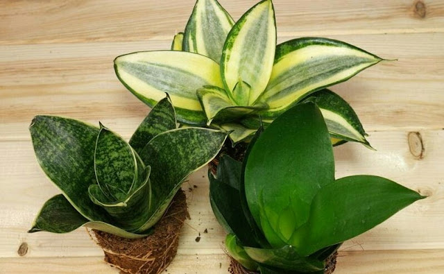 Indoor Ornamental Plants