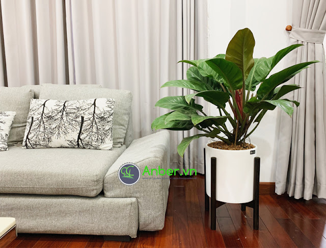 chậu cây đế vương