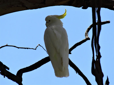 Birdlifesaving: 81. Naked Birdwatching