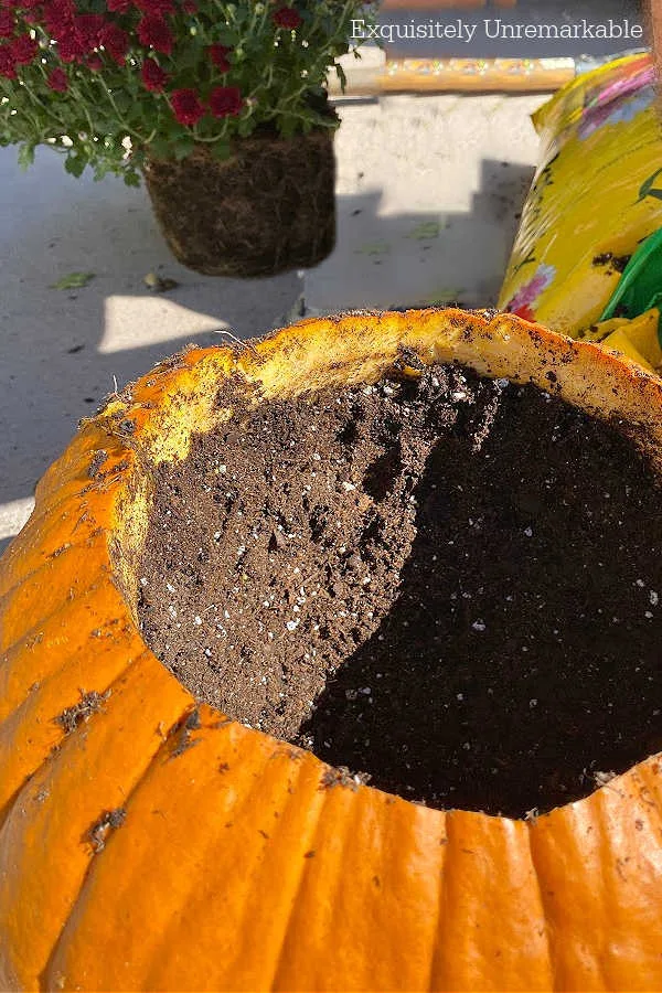 Making  A Pumpkin Planter by adding dirt inside a hollowed out one