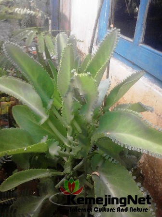 Sosor Bebek Dan Manfaat Kegunaannya - KemejingNet