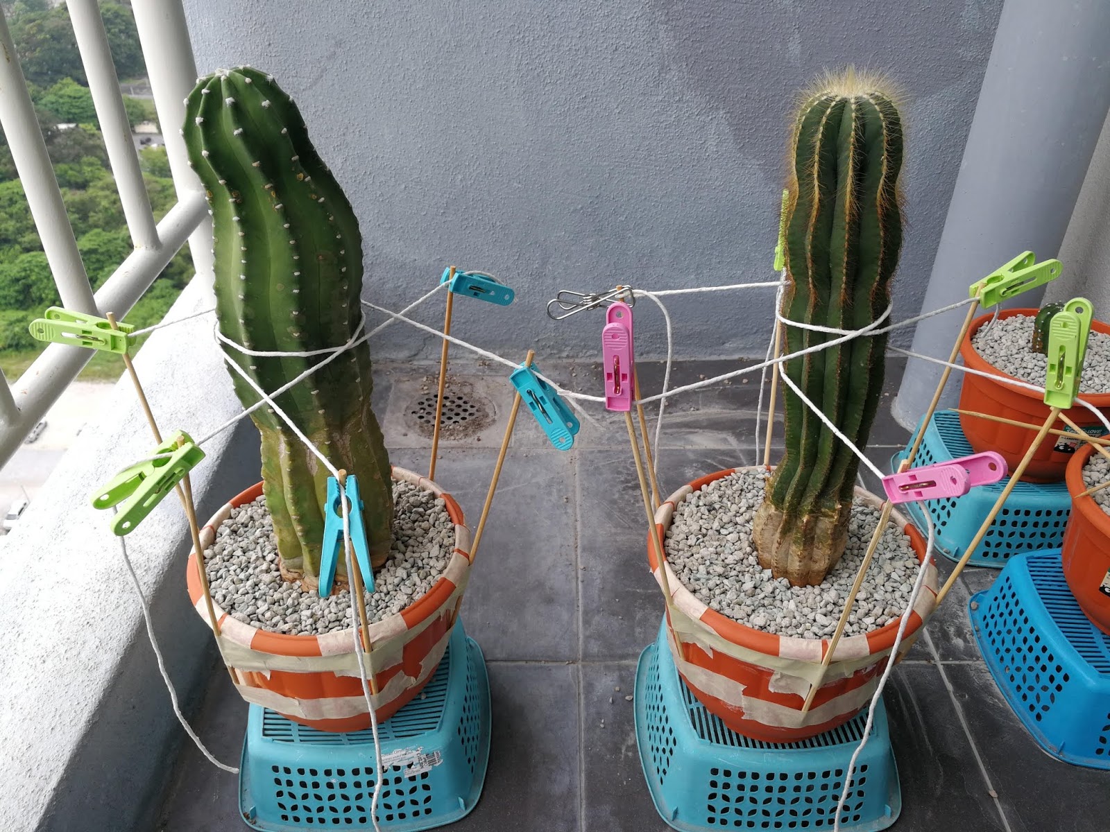 thaithaizzyyzz how to repot a cactus