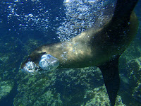 Underwater Image of Playful Sea Lion in Galapagos Islands