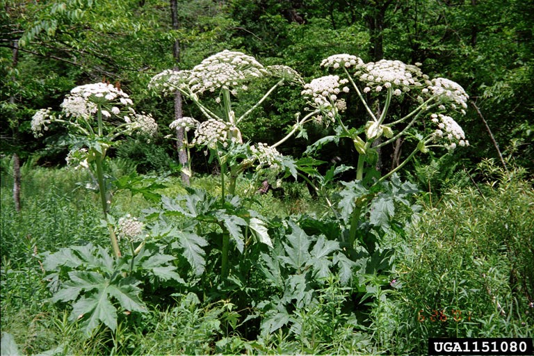 Invasive species in New Jersey Series 6 Article 1 Introduction to