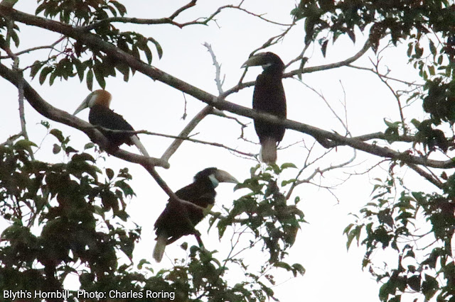 Blyth's hornbill in tropical forest of West Papua