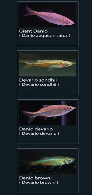 25. Danio Devario Nama latin Danio Devario devario  26. Danio Browni  Nama latin Danio browni 23. Giant danio Nama latin Danio aequipinnatus  24. Devario sodhii  Nama latin Decario sondhii  