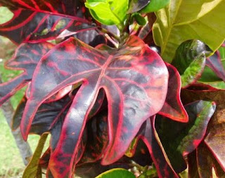 Nama Dan Jenis Bunga Puring - Rumah Daun Muda