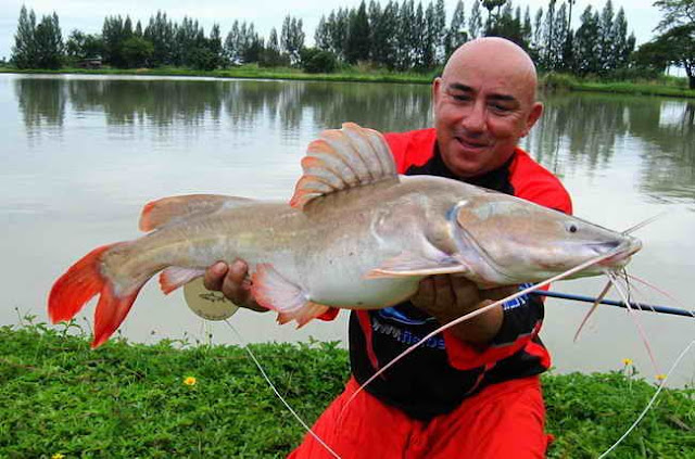 Tips Cara Mancing Ikan Baung - Mancing Yuuk