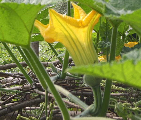 pumpkin, growing pumpkins, guide for growing pumpkins, growing pumpkins in home garden, growing pumpkins organically, how to grow pumpkins, how to start growing pumpkins, growing pumpkins organically in home garden