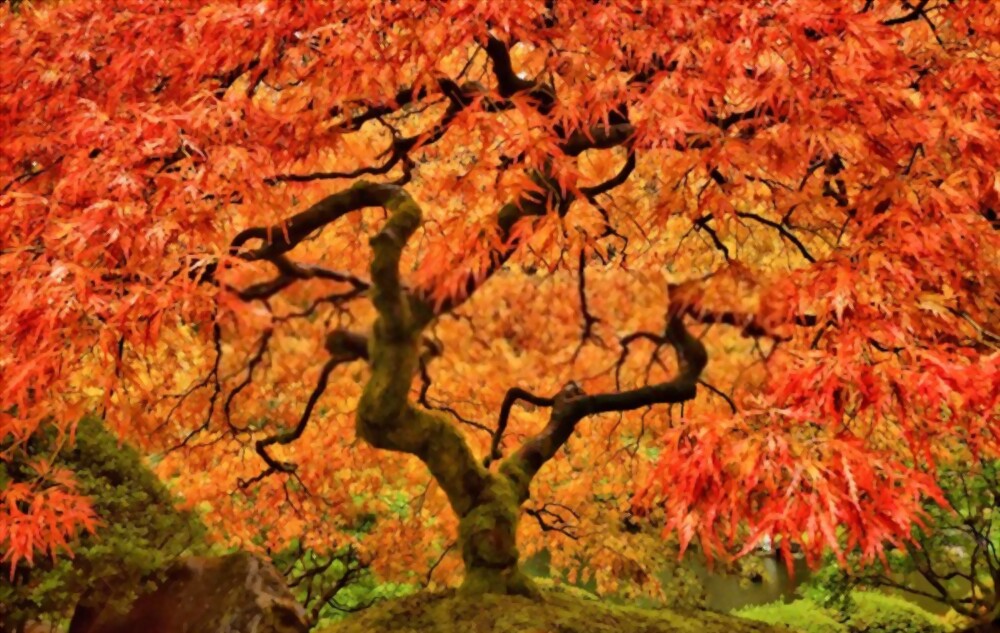 Japanese Maple: most amazing trees