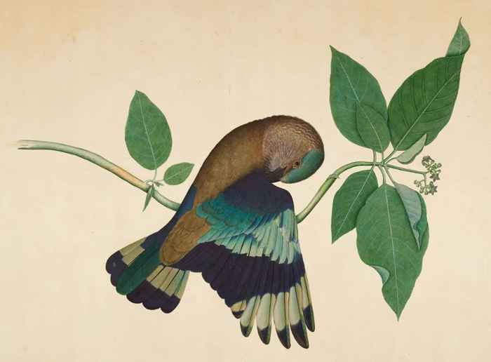 Indian Roller на ветке сандалового дерева (1779) Шейха Зайна уд-Дина, сочетавшего стиль английской ботанической иллюстрации с могольской художественной традицией