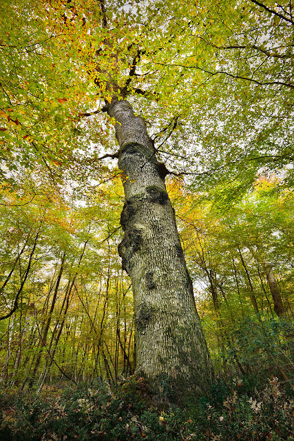 Arbre remarquable, Gros Fouteau, Forêt de Fontainebleau/